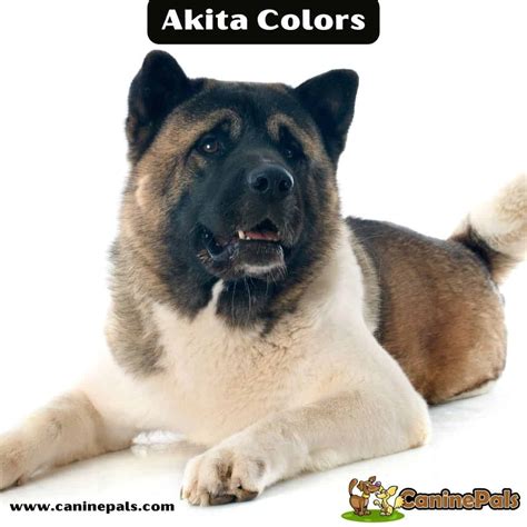 Everything You Need To Know About Akita Colors - Canine Pals