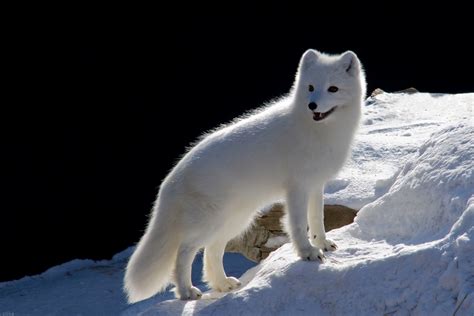 Meet The Beautiful Arctic Fox – The Hardiest Of All The Arctic Animals ...