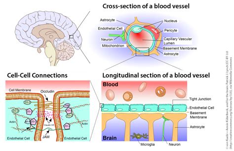 Nanoparticles at the Blood-Brain Barrier – Wissensplattform ...