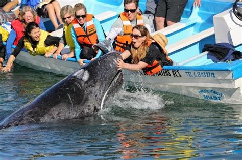 Pic from our boat in the gray whale breeding lagoon in Magdalena Bay ...