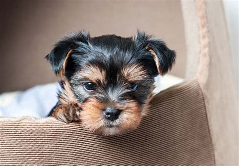 Yorkshire Terrier (Yorkie) Puppies For Sale