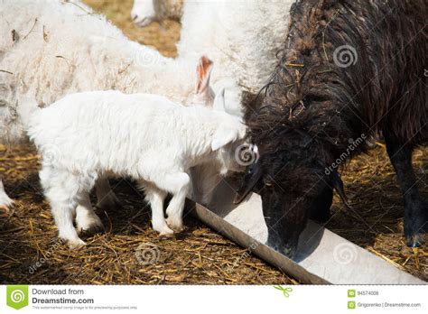 Animals on a rural farm stock photo. Image of farming - 94574008