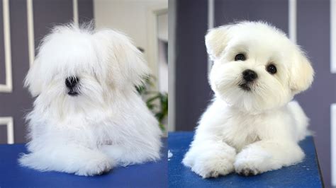 MALTESE PUPPY, FIRST GROOMING WITH SCISSOR ️ ️🐶 cuteness guaranteed ...