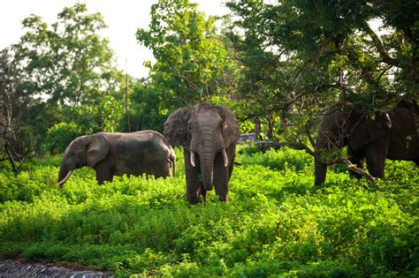 Experience The Wildlife Of Ghana On Safari | Fabbricabois