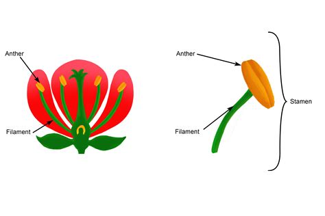 The stamen is the male reproductive part of the flower