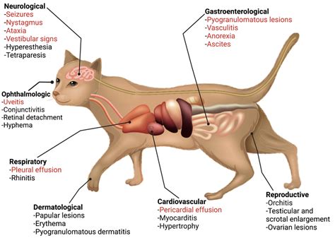 Feline Infectious Peritonitis (FIP) — CoFund My Pet