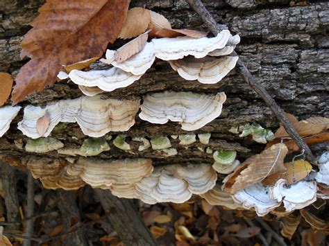 Expert Help: Identify and Manage Oak Tree Fungus