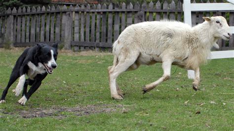 What Do Border Collies Herd