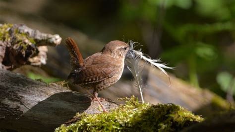 Learn About A House Wrens Nest, Eggs, And Mating Rituals