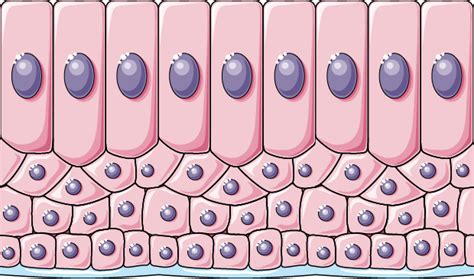 Columnar Epithelium Drawing