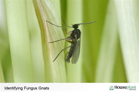 Fungus Gnats: What Are They? And How Do You Control Them?