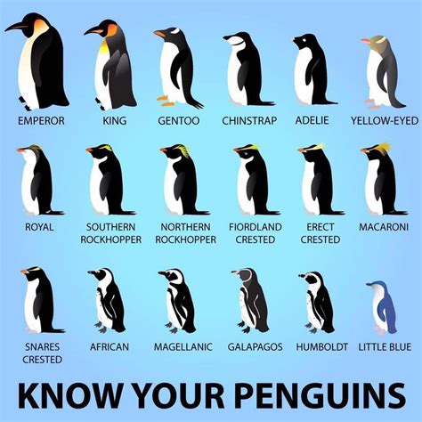 Know your penguins... | Penguins, Types of penguins, Penguin species