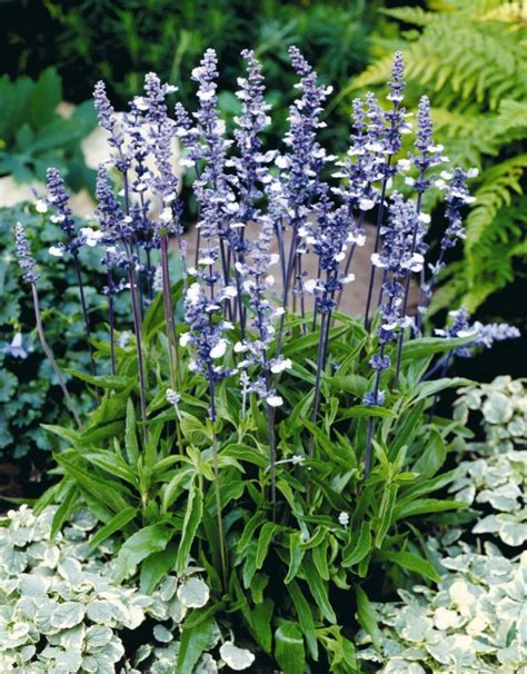 Salvia farinacea, 'Fairy Queen' Seeds £2.25 from Chiltern Seeds ...