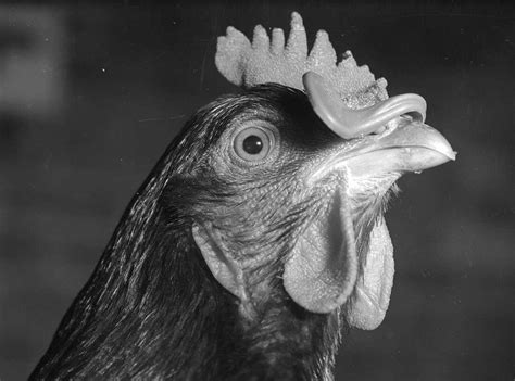 'Big Chicken': The Medical Mystery That Traced Back To Slaughterhouse ...