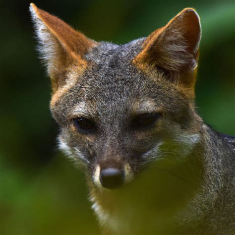 Discovering Blanford's Fox in Sri Lanka: Habitat, Behavior, and ...