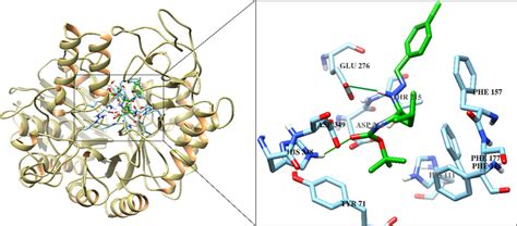 The 3D structure of α-glucosidase is shown in complex with the docked ...