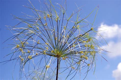 Papyrus,flower,plant,sedges,cyperus papyrus - free image from needpix.com