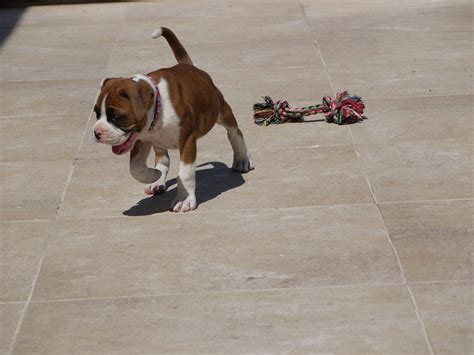 How To Train A Boxer Puppy – The Loved Dog