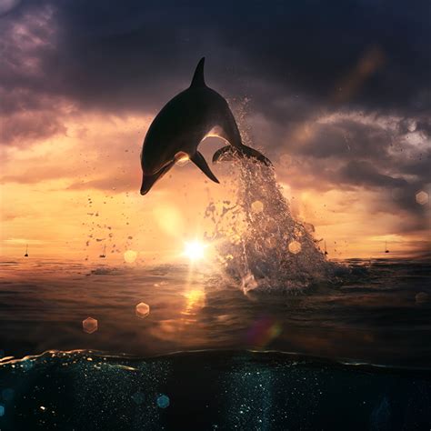 Dolphin Sunset Desktop Wallpaper