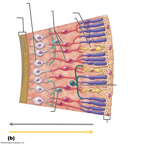 Horizontal And Amacrine Cells