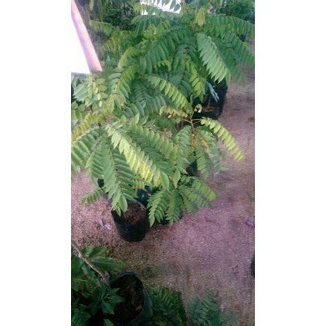 MM- Pokok Belimbing Buluh Anak Pokok Tanaman Benih Garden Seed Seeds ...