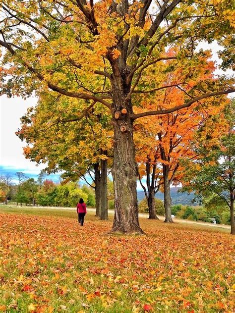 Fall foliage, Harper's Ferry, WV Harpers Ferry, Fall Foliage, Tree ...