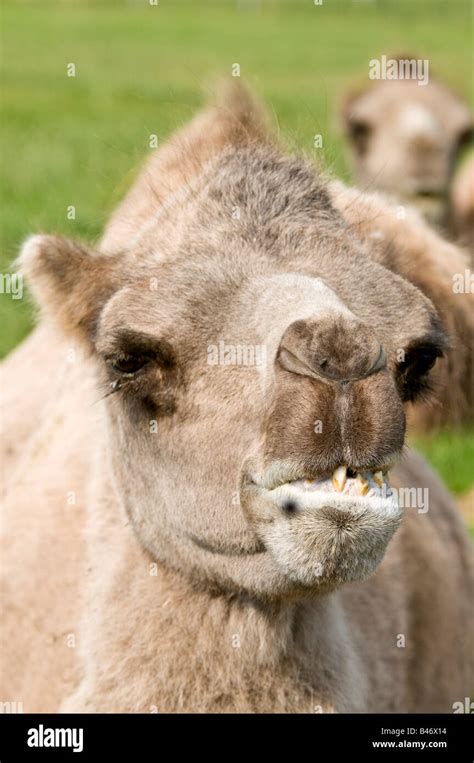 Camel showing teeth hi-res stock photography and images - Alamy