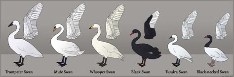 Clan of Black Swans: Anatomy and swan study