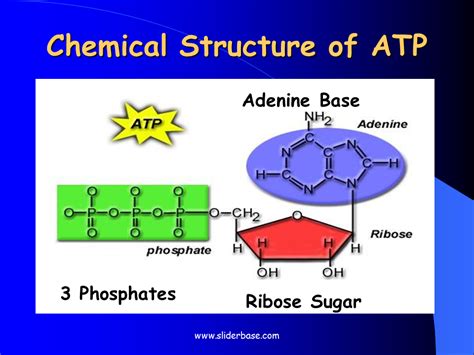 Diagram Of Atp Molecule