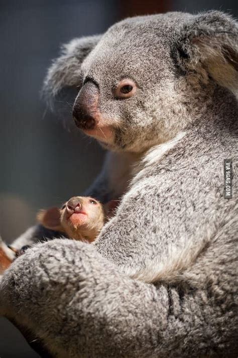 Newborn koala. | Cute animals, Baby animals, Animals