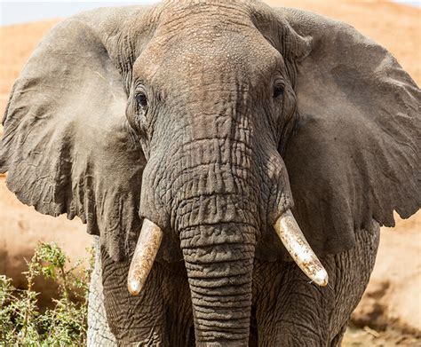 African elephant | San Diego Zoo Wildlife Explorers