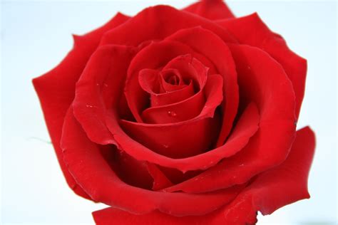 Red Rose Image, Beautiful Red Rose, #605