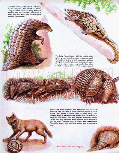 Pangolin and Armadillo stock image | Look and Learn