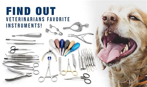 Veterinary dental instruments purchase guide 2021 - Dispomed