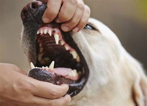 Can Dogs Survive Oral Cancer