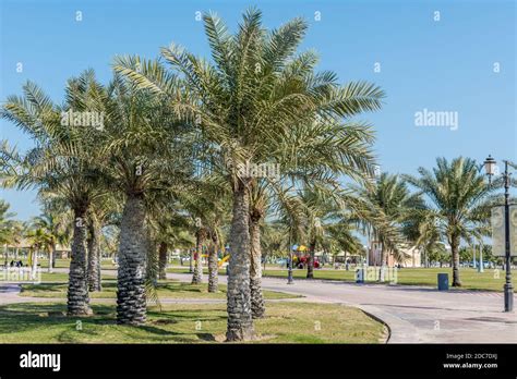 Green date palm trees in the corniche park in Dammam, Saudi Arabia ...