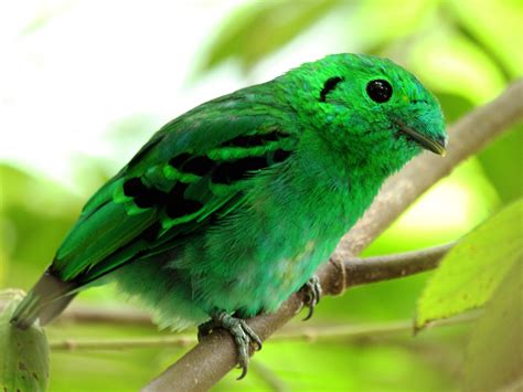 Birds of The World: BROADBILLs (Eurylaimidae)