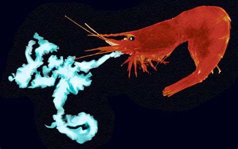 Deep Sea Shrimp spewing bioluminescent material to thwart a viper fish ...