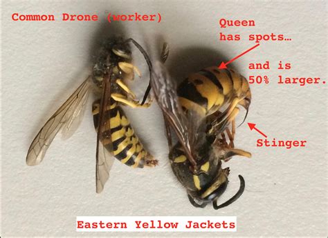 Yellow Jacket Drone Vs Worker - Drone HD Wallpaper Regimage.Org