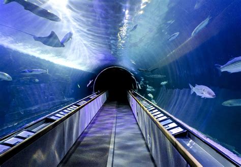 Aquarium Tunnel Free Stock Photo - Public Domain Pictures