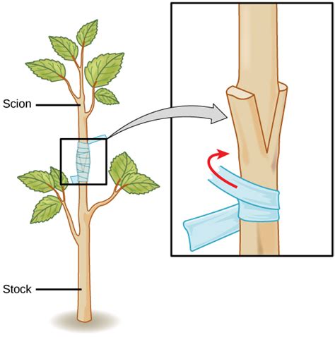 grafting - The Plant Guide