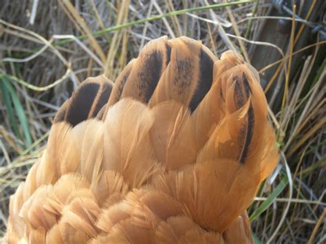 Windy Acres Diary: Chicken Feathers