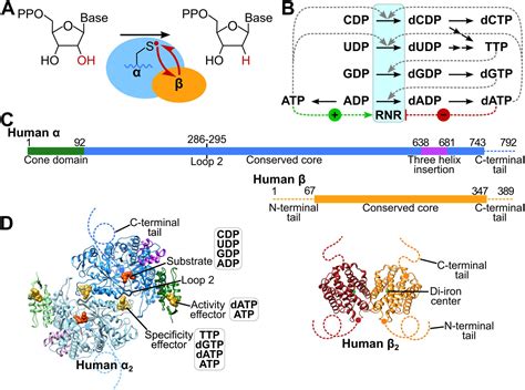 3.3-Å resolution cryo-EM structure of human ribonucleotide reductase ...