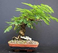 Mimosa Bonsai Tree Care - Chinese Bonsai Garden