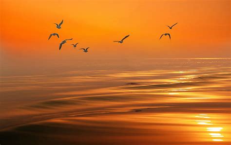 Seagulls at Sunset, Water, Seagulls, Nature, Sunset, HD wallpaper | Peakpx