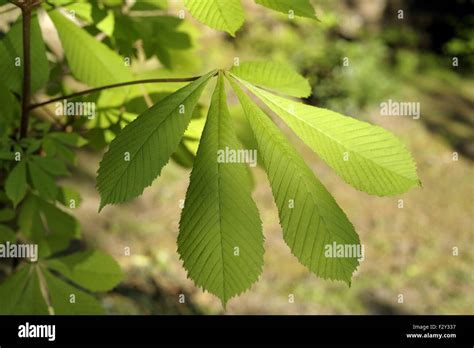 Horse chestnut tree leaves Stock Photo - Alamy