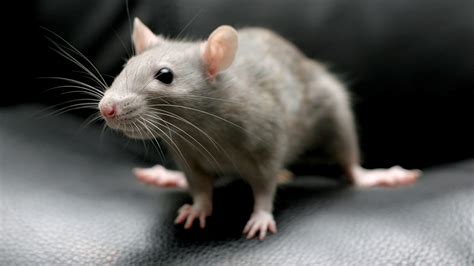 How to get rid of rats in the house fast – and keep them away once and ...