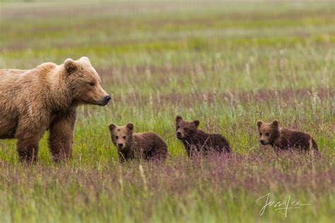 Brown Bear 3 cubs Photo 235 | Alaska, Lake Clark | Photos by Jess Lee