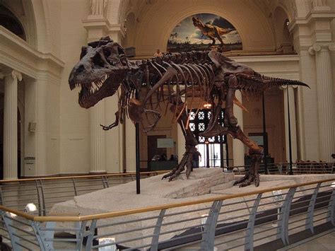 Sue T-Rex at Chicago Field Museum | Museum, Field museum, Night at the ...