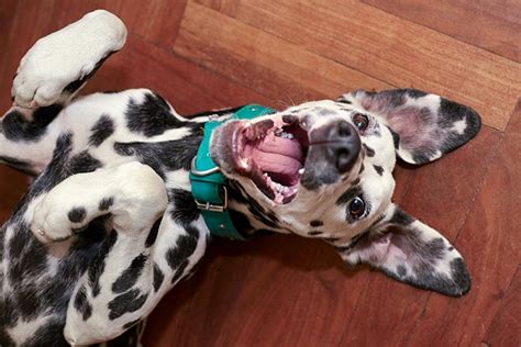 Do Dogs Have a Sense of Humor? – American Kennel Club